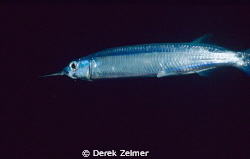 Ballyhoo that swam into my closeup framer at night. Nikon... by Derek Zelmer 